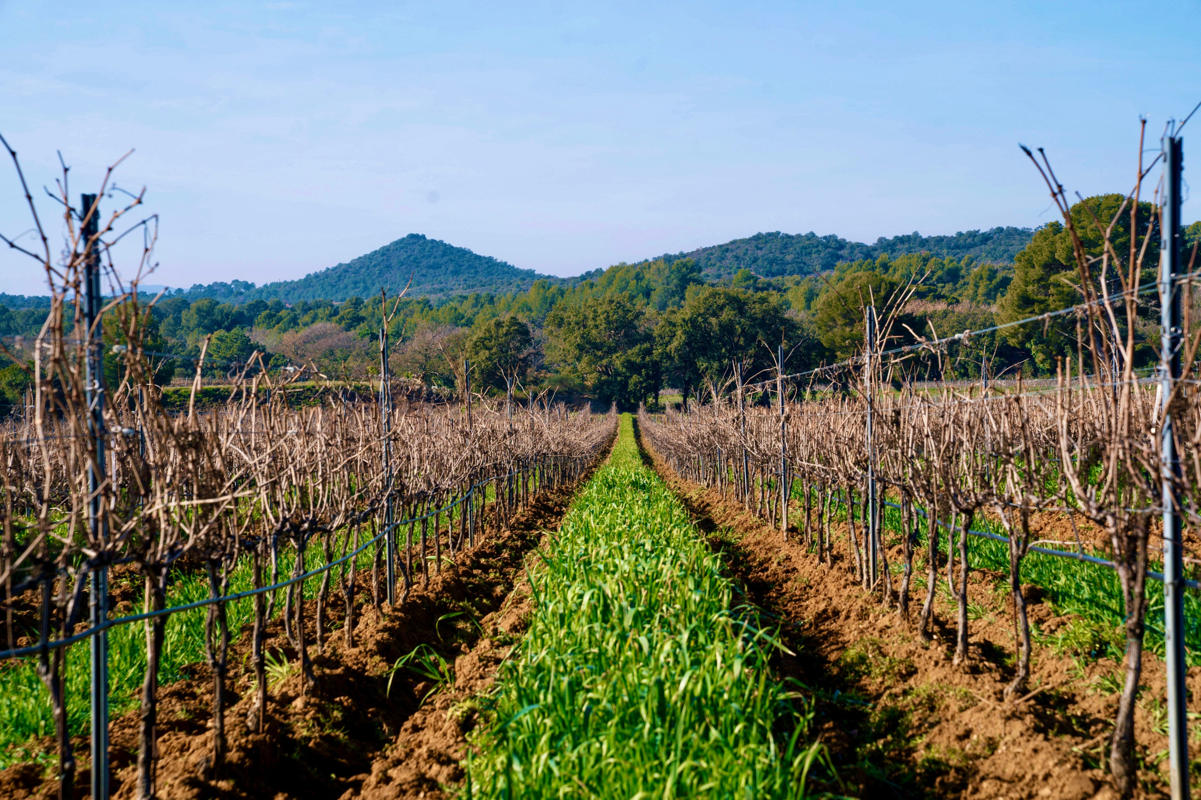 Utilisation de couverts végétaux entre les vignes au Domaine de la Sanglière. Cette pratique régénère le sol de schiste, capte le CO2 et protège notre terroir face aux périodes sèches en Provence.