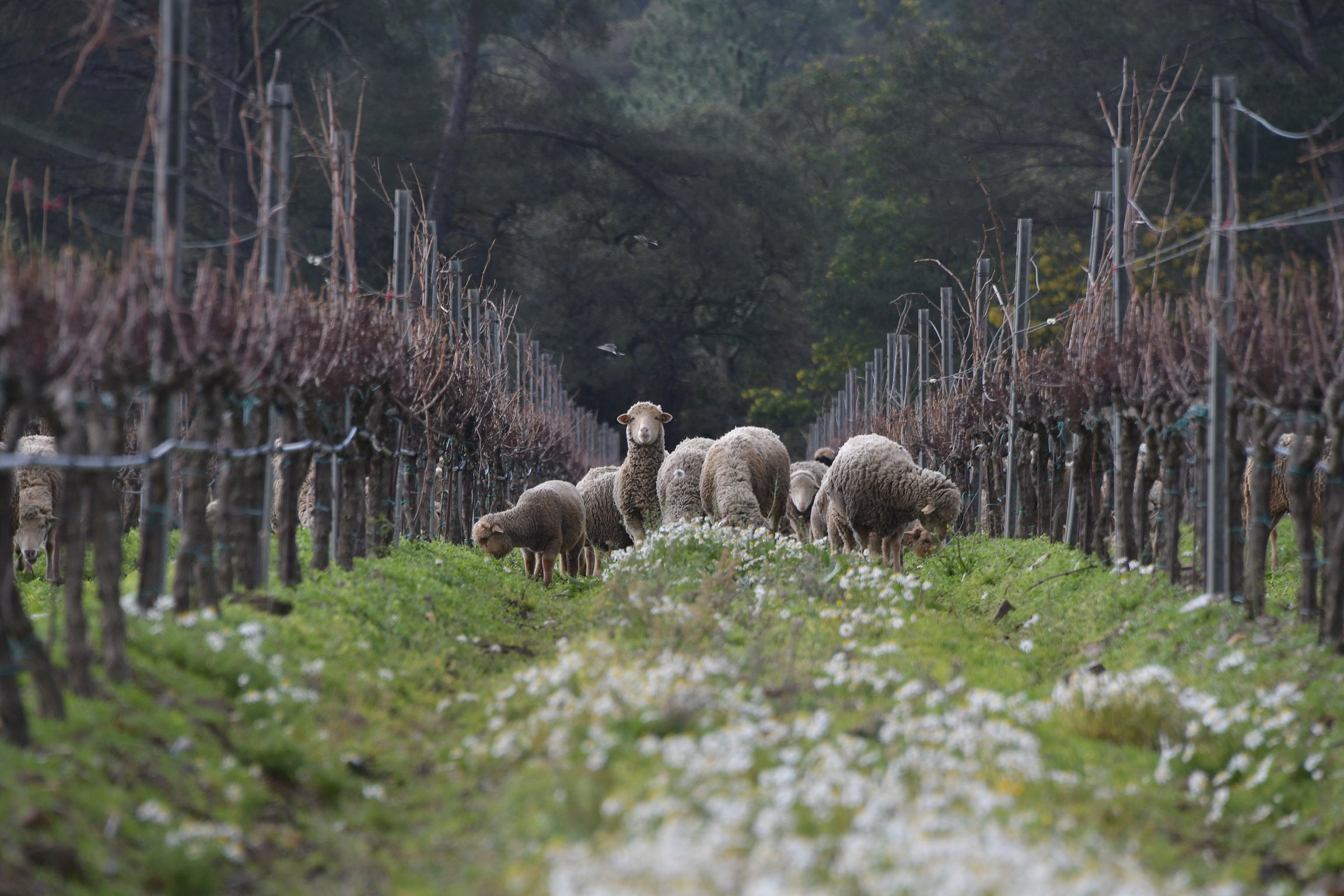 Moutons en écopaturage dans les rangs de vignes du Domaine de la Sanglière à Bormes-les-Mimosas. Une démarche naturelle pour préserver la vie de notre terroir de schiste certifié Agriculture Biologique.