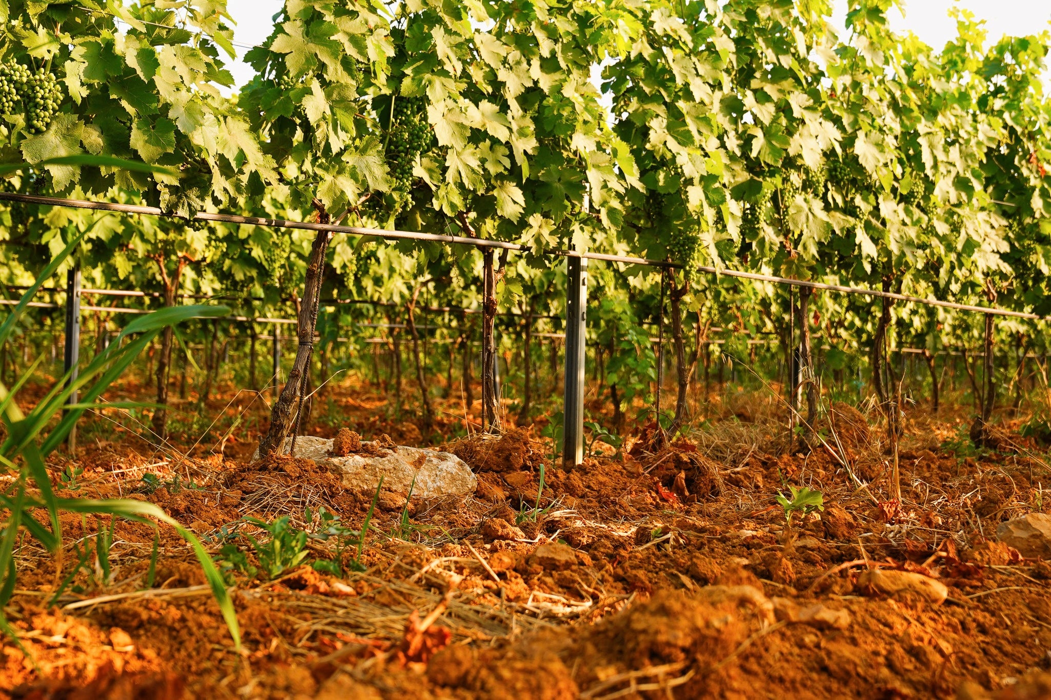 Gros plan du sol de micaschiste, terroir unique apportant la minéralité aux vins du Domaine.