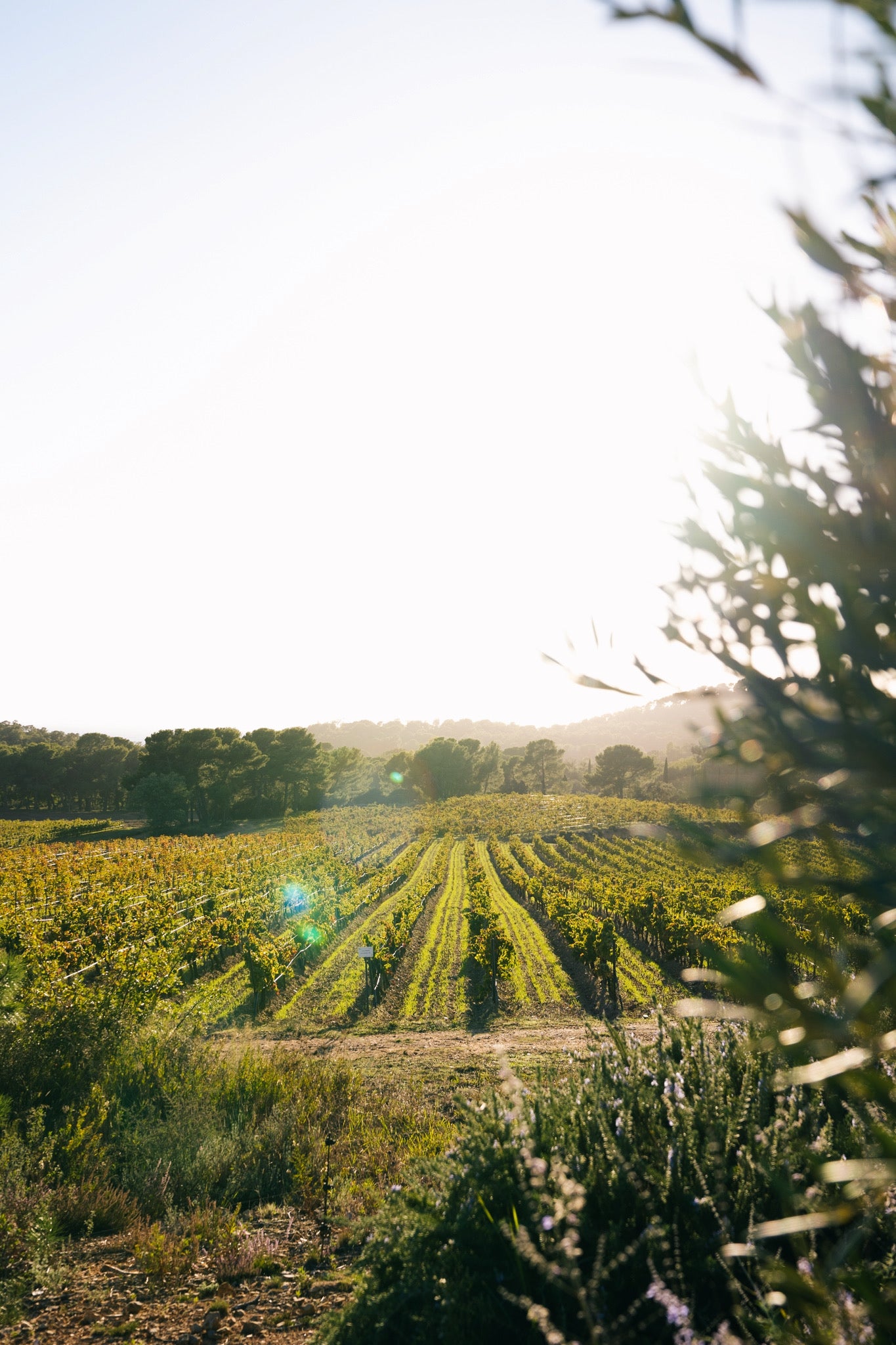 Vignes du Domaine de la Sanglière baignées de soleil à Bormes-les-Mimosas. Un microclimat unique avec 300 jours de soleil par an et l'influence du Mistral pour des vins frais et équilibrés.