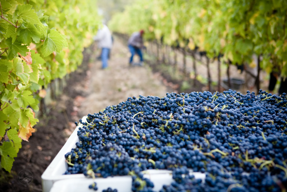 Récolte de baies sélectionnées lors des vendanges au Domaine de la Sanglière. Analyse précise de la maturité pour garantir l'équilibre parfait de nos cuvées certifiées HVE3.