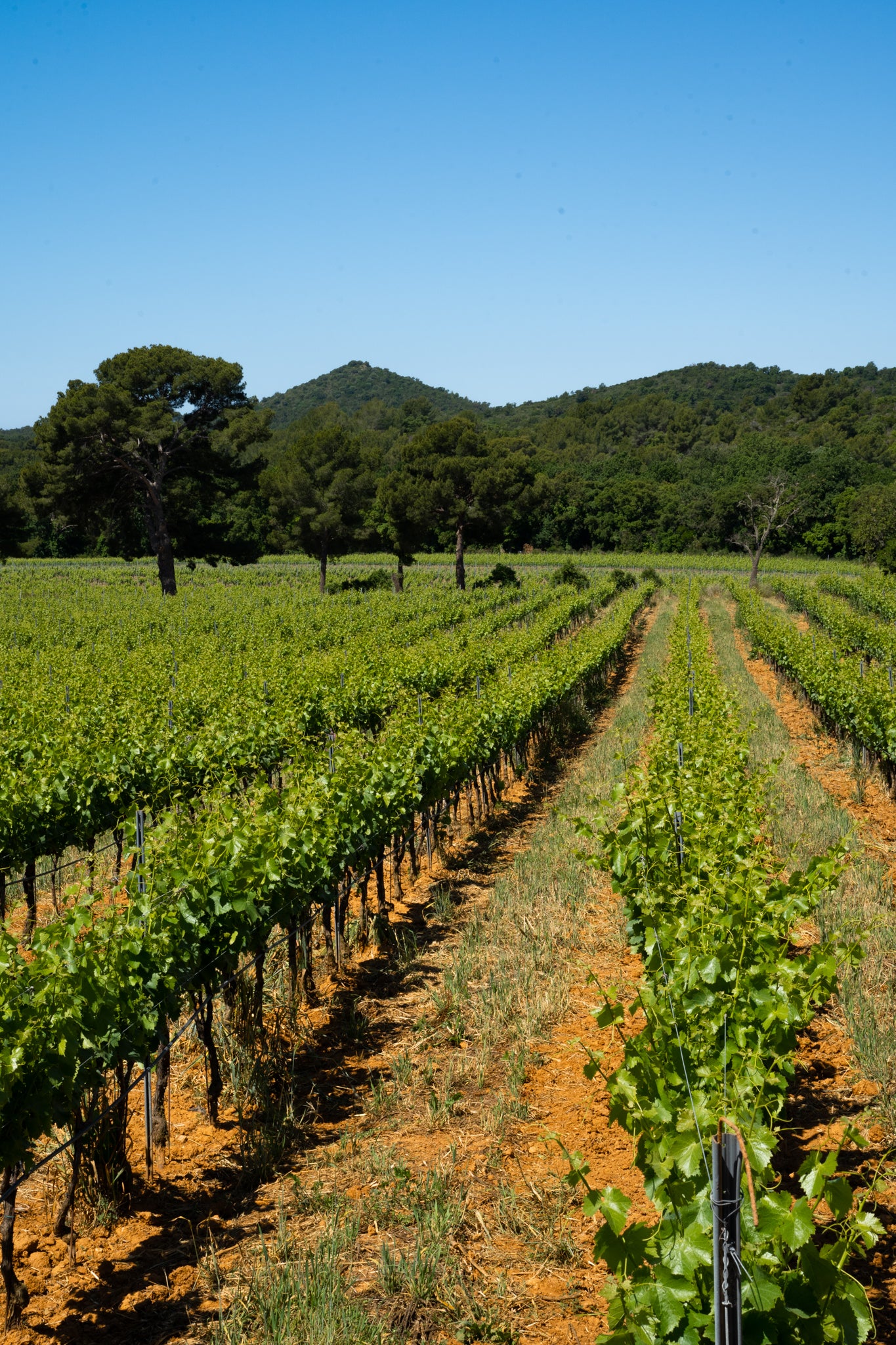 Rangs de vignes du Domaine de la Sanglière s'étendant vers les collines de Bormes-les-Mimosas, illustrant le respect de la nature et du terroir.