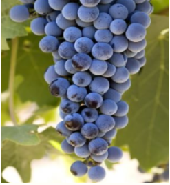 Cabernet Sauvignon au Domaine de la Sanglière, apportant sève et profondeur à nos vins rouges de garde. Un cépage cultivé avec soin sous le soleil de Provence.