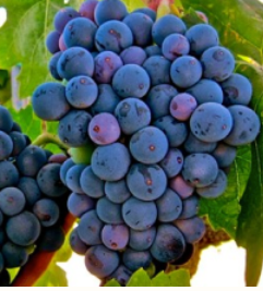 Le Carignan, garant de la typicité et du caractère de nos assemblages au Domaine de la Sanglière. Un héritage de la famille Devictor sur le terroir de Bormes.