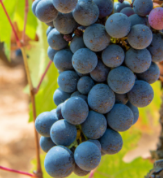 Le Cinsault, cépage emblématique pour la fraîcheur et la finesse de nos vins rosés au Domaine de la Sanglière, en AOP Côtes de Provence La Londe.