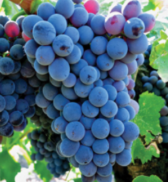Le Cinsault, cépage emblématique pour la fraîcheur et la finesse de nos vins rosés au Domaine de la Sanglière, en AOP Côtes de Provence La Londe.