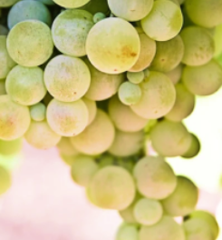 Le Rolle (ou Vermentino) offre structure et arômes floraux à nos vins blancs du Domaine de la Sanglière à Bormes. Une culture durable sur schiste certifiée HVE3.