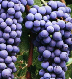 La Syrah du Domaine de la Sanglière à Bormes-les-Mimosas. Apporte des notes de violette, de fruits noirs et une belle tension à nos cuvées AOP La Londe et IGP.
