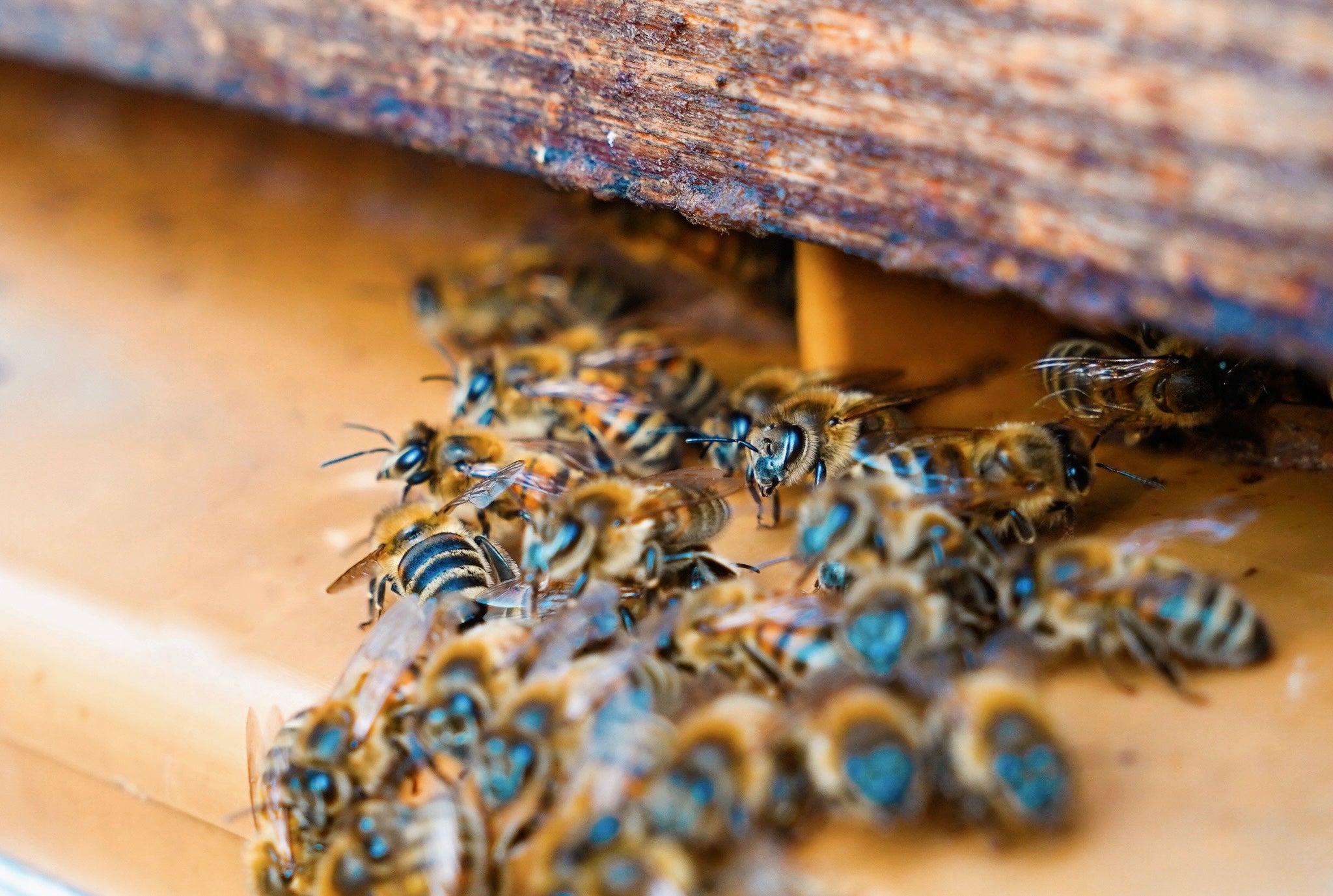 Préservation des abeilles et des pollinisateurs au Domaine de la Sanglière. Un témoignage de notre responsabilité environnementale pour transmettre un sol sain et vivant aux générations futures.