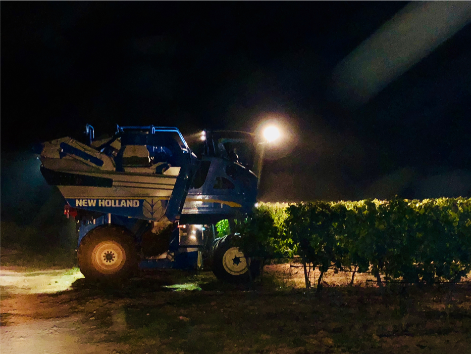 Machine à vendanger de nuit au Domaine de la Sanglière pour préserver la fraîcheur aromatique des raisins. Un processus technique rigoureux pour nos vins rosés et blancs de prestige.