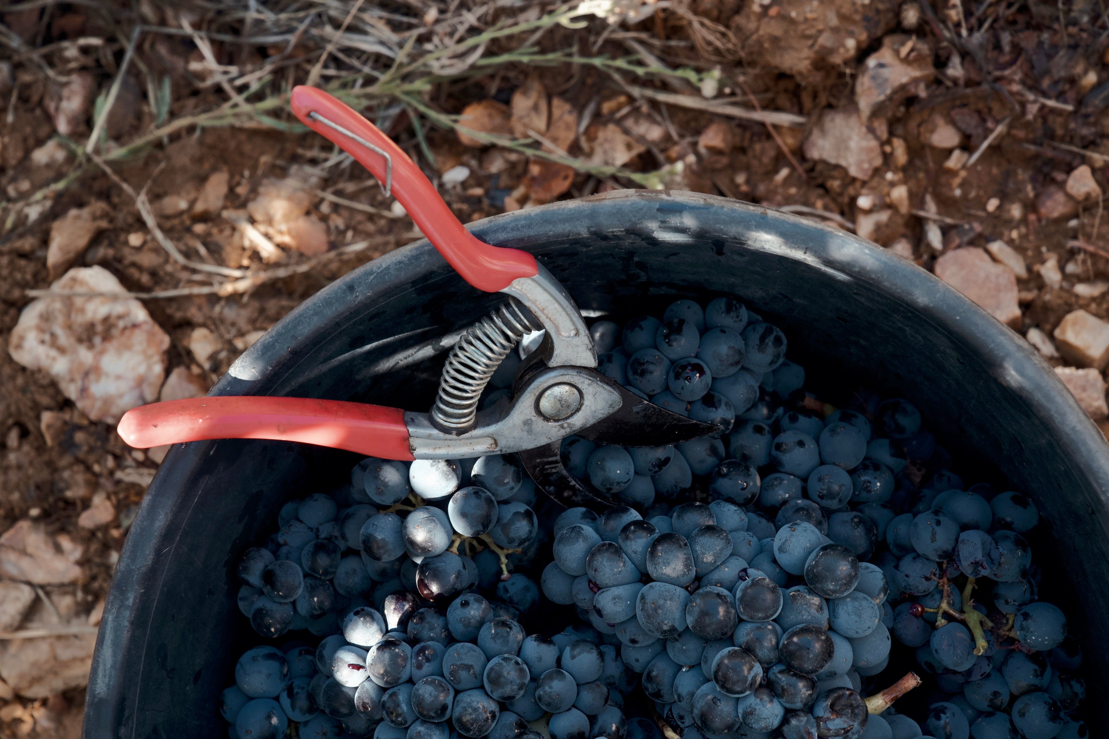 Vendanges manuelles des raisins rouges au Domaine de la Sanglière. Travail traditionnel à la main pour sélectionner les plus belles grappes destinées à nos vins de garde en AOP La Londe.