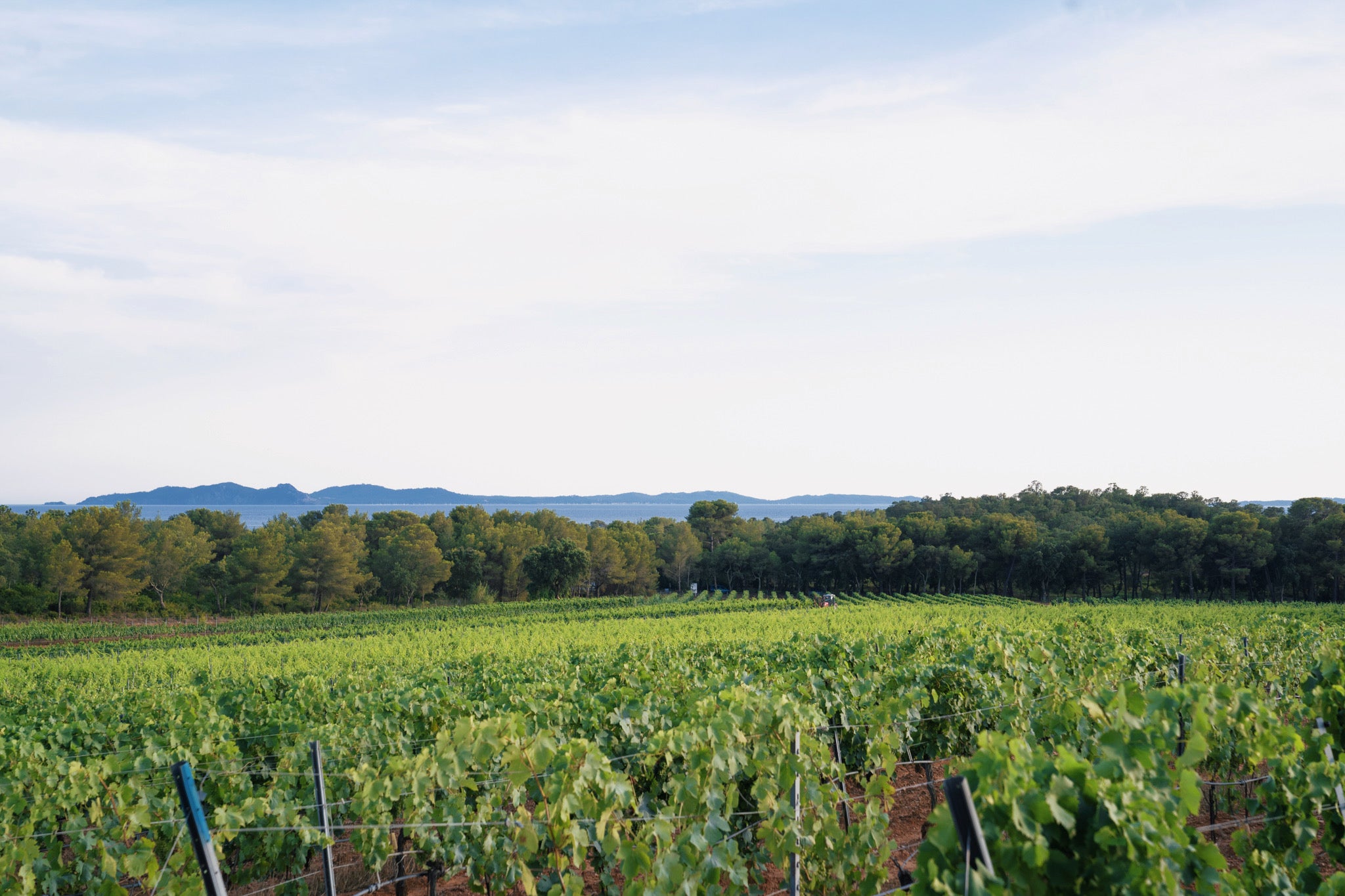 Vue imprenable sur le vignoble du Domaine de la Sanglière à Bormes-les-Mimosas, cultivé sur un terroir de schiste face à la mer Méditerranée. Ce site d'exception en Provence, proche de La Londe, permet la production de nos vins rosés, blancs et rouges cote de Provence et cote de Provence la Londe dans un cadre familial et authentique.