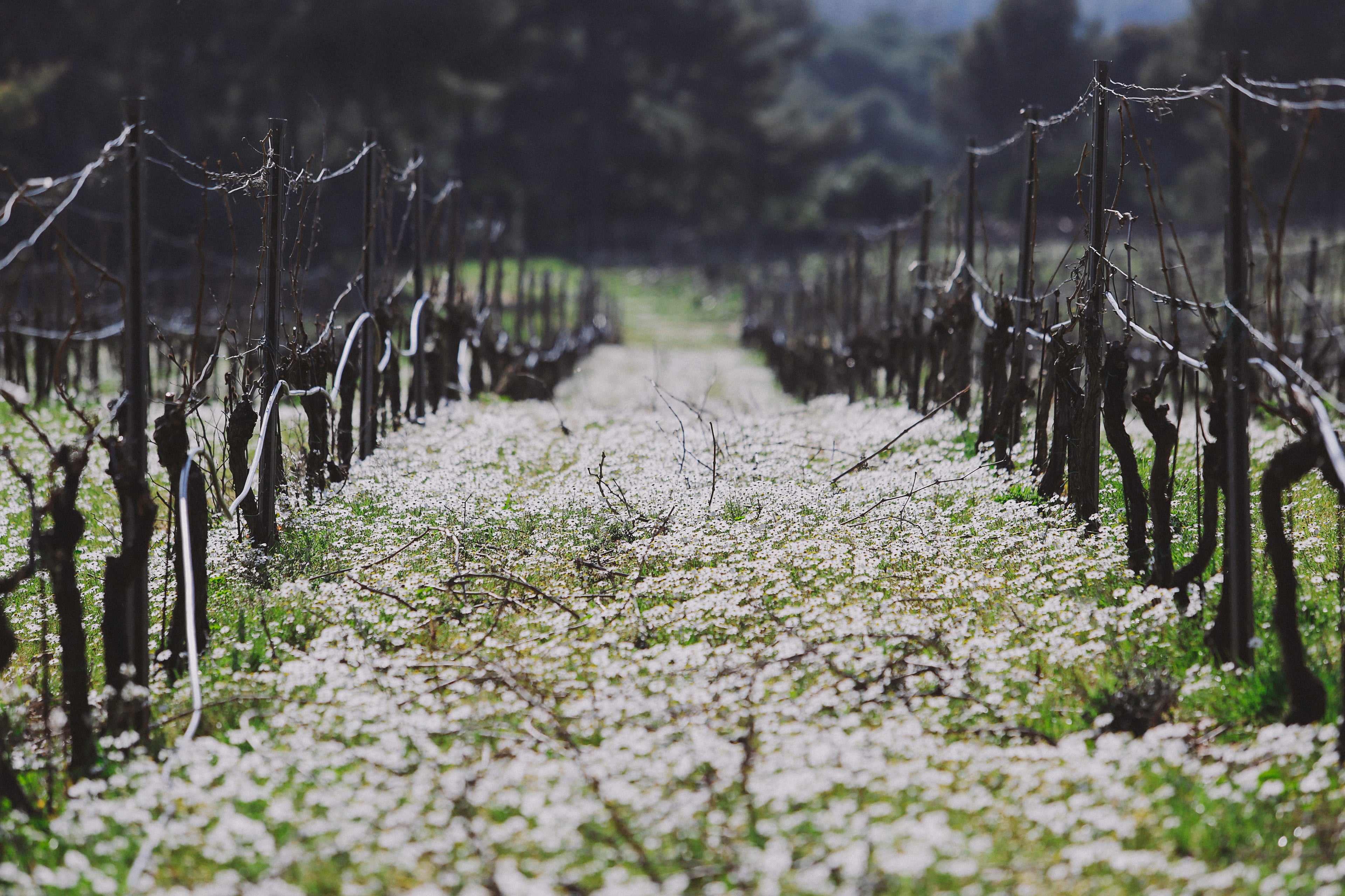 Enherbement fleuri et biodiversité au cœur du vignoble du Domaine de la Sanglière. Une viticulture douce et certifiée Bio pour produire des vins sincères en AOP Côtes de Provence La Londe.